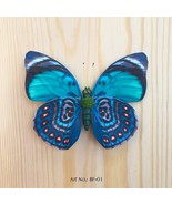 Magnet Butterflies for walls and friges