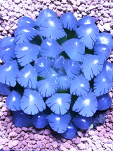 New Fresh Haworthia Cooperi Blue - $12.36