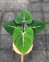 Philodendron Gloriosum Free Phytosanitary Certificate Ship By DHL Express - £33.29 GBP