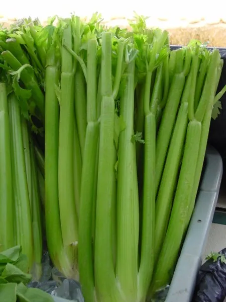 Celery Utah Tall Celery 1535 Seeds Garden - $1.98