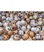 Undique 36 Fertile Jumbo coturnix Quail Eggs for Hatching or preparing b... - $36.99