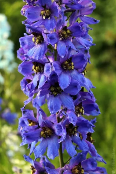 50 Magic Fountain Delphinium Seeds Flower Seed Flowers 790 Fresh - £8.63 GBP