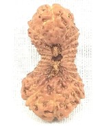 Rare 24 Mukhi Rudraksha / Twenty Four Face Rudraksha - IGL Certified - €838,47 EUR