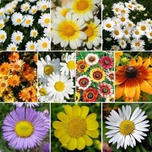 Daisy Wildflower Seed Mix, 10 Daisy Species, Variety Packet Sizes, FREE SHIPPING - £1.30 GBP+
