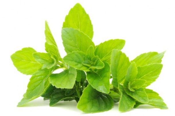 Organic Mint seeds, non gmo mint seeds, mochito mint, unique mint seeds, mint pl Item image 2