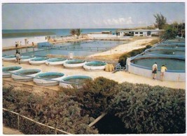 Postcard Cayman Turtle farm Cayman Islands British West Indies - £3.89 GBP