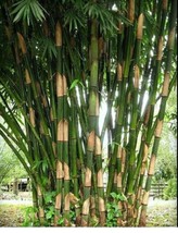 US Seller 50 Giant Atter Bamboo Seeds Privacy Garden Clumping - £9.13 GBP