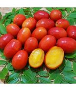 FROM US Tropical Fruit Tree 12”-20” Spondias purpurea, Jocote(Spanish Plum) TP15 - $74.98