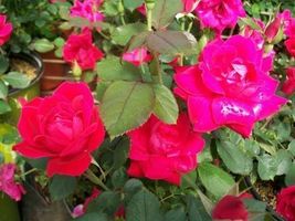 Double Knock Out® Red Rose 1 Gal. Live Plants Flower Plant Disease Resis... - £86.90 GBP