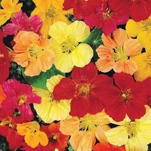 Nasturtium DOUBLE GLEAM Heirloom Pollinator Attractor EDIBLE Non-GMO 20 ... - £7.31 GBP