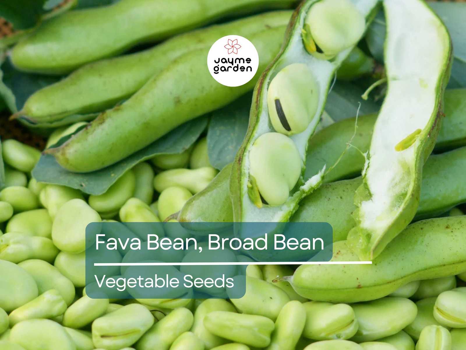 Fava Bean 5 Gram Seeds - Heirloom Non-GMO Broad Beans for Planting - Hig... - $4.50