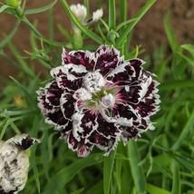 Dianthus Velvet N&#39; Lace/China Pinks * 35 Seeds - Fragrant - Layered Petals. - £3.94 GBP