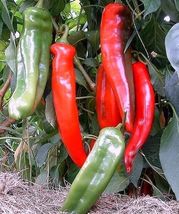 Red Hot Chili Pepper Seeds, Original Pack, dry hot garden chilli plant vegetable - £11.59 GBP