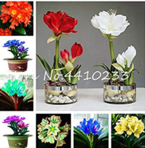 100  pcs Mixed Clivia Rare Rainbow Clivia Flower Potted Plants Dedicated Windows - £3.58 GBP