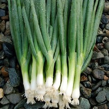 200 Seeds Onion Evergreen Bunching Quick Setup With Heirloom Garden Seeds - £6.61 GBP