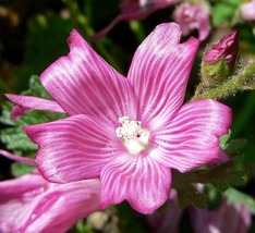 35 False Mallow Sidalcea Hem Rose Pink Seeds Perennial Flower - £14.39 GBP