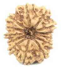 13 Mukhi Rudraksha / Thirteen Face Rudraksh - 23.35 mm - Nepal - IGL Cer... - $123.74