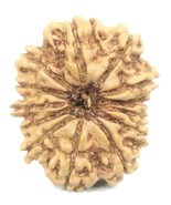 13 Mukhi Rudraksha / Thirteen Face Rudraksh - 23.35 mm - Nepal - IGL Cer... - $2,270.55 MXN