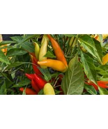Seed- Khang Starr Ling Pepper - another 5 Starr Variety- Thai Pepper Style - $4.27