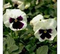 Best Pansy (Viola Wittrockiana Swiss Giant Silverbride 50 Seeds - £2.75 GBP