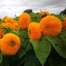 100 Seeds Teddy Bear Dwarf Sunflower 30Cm Tall Gardening - £11.74 GBP