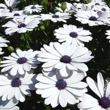 LWSTORE 50 White African Cape Daisy Dimorpheca Sinuata Flower Seeds * USPS Shipp - £8.22 GBP