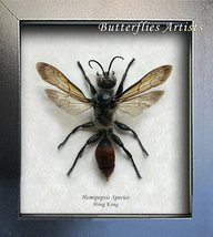 Tarantula Wasp Asian Hemipepsis RARE Real Framed Entomology Collectible ... - $108.99