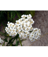 1000+ Yarrow Seeds - Perennial White Flower Wildflower Medicinal Herb - $8.78