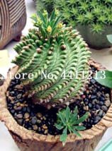 100  pcs Cactus Rebutia Variety Flowering Color Cacti Rare Cactus Plant Office M - £3.58 GBP