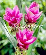 SL 200 Pcs Colorful New Arrival Curcuma Bonsai Flower Plants Rarest SL B... - $5.62 CAD