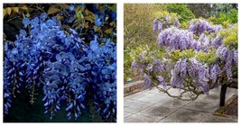 Dark Blue Chinese Wisteria 5 Seeds Vine Climbing Flower Perennial Rare  - £16.77 GBP