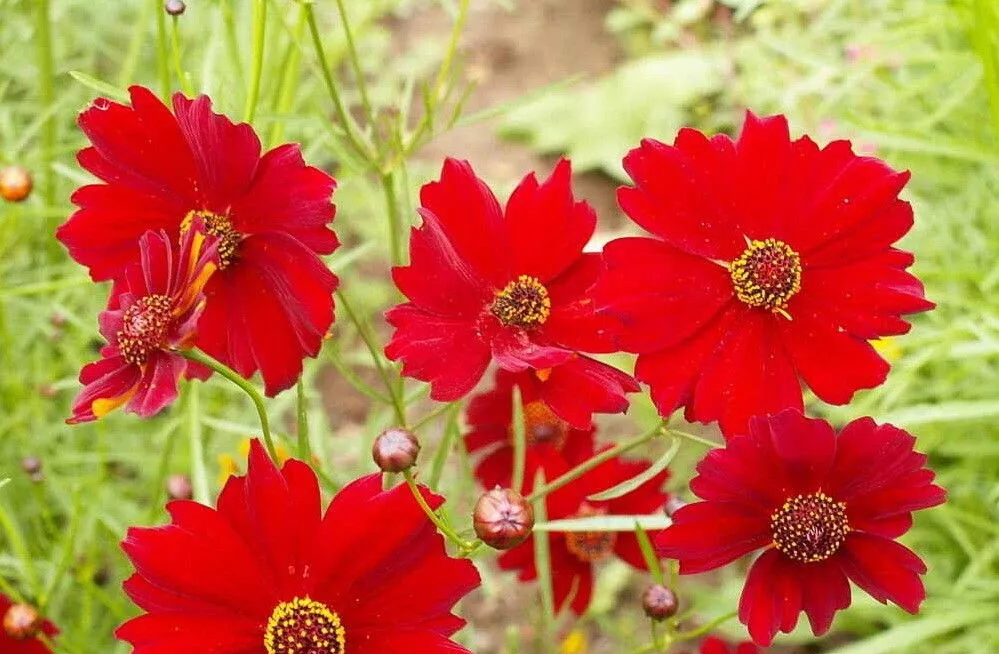 1000 Seeds Red Dwarf Plains Coreopsis Flower Seeds Tinctoria Wildflower - £4.76 GBP