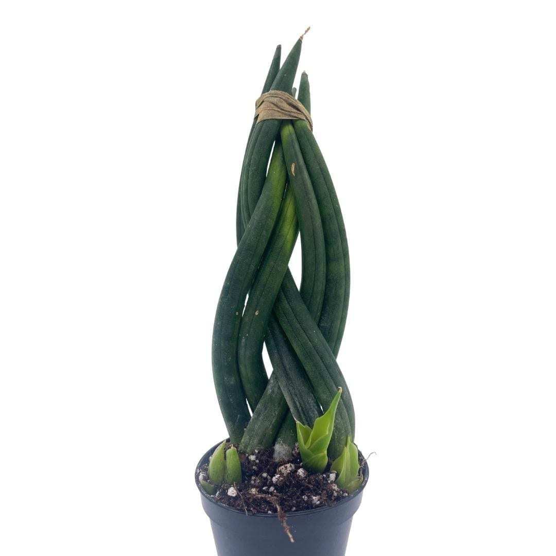 Braided Sansevieria Cylindrica braided snake plant, twisted sansevieria,... - $8.41