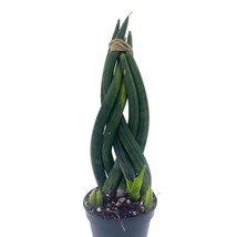 Braided Sansevieria Cylindrica braided snake plant, twisted sansevieria, Dracaen - £6.72 GBP