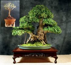 Bonsai Ficus Nerifolia - Self Design - Plant+Wires for Design - £101.86 GBP