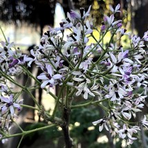 Chinaberry Tree Pride Of India Bead-Tree Cape Lilac Persian Lilac Indian Lilac W - £14.66 GBP