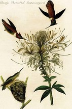 Rough Throated Hummingbird by John James Audubon - Art Print - £17.57 GBP+