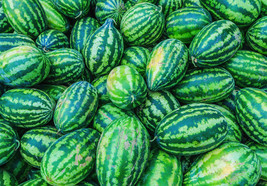 Congo Watermelon Seeds 20 Ct Fruit 35-50 Lbs NON-GMO Sweet - £3.01 GBP