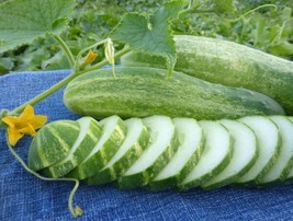 30 seeds Cucumber Straight 8 Boost Your Garden&#39;s Productivity with Superior  - £11.19 GBP