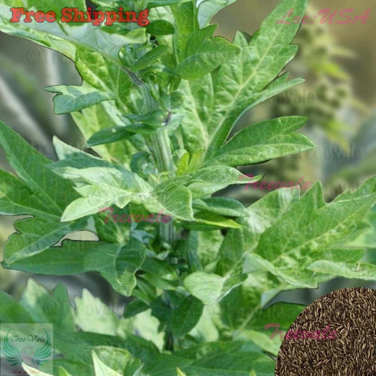 Mugwort Seeds | Medicinal Culinary Perennial Herb (Artemisia vulgaris) - $6.85