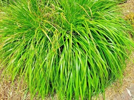 seeds lemongrass 200 mosquito repellent heirloom lemon grass non-gmo herb - €4,70 EUR
