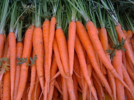Simple Pack 600 seed Vegetable Carrot Tendersweet - £6.23 GBP