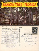 Florida Banyan Tree Posted 1966 to Harry Daly Gowanda New York Postcard - £7.51 GBP