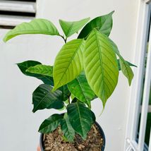Fruit tree Seedlings 12”-24” Rambutan Exotic  - $55.98