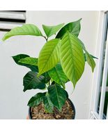 Fruit tree Seedlings 12”-24” Rambutan Exotic  - £44.05 GBP