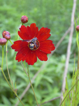 New Fresh 500 Red Dwarf Plains Coreopsis Coreopsis Tinctoria Flower Seeds - £11.43 GBP