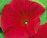 Morning Glory Flower Seeds 30 Scarlet O&#39; Hara Climber Vine Annual Fast S... - $8.99