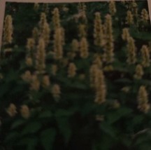 ArfanJaya Agastache Mexicana White Flower Seeds - $8.22
