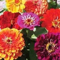 200 California Giant Zinnia Seeds Fresh Seeds Fast Shipping - $12.02