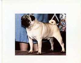 Dog Show 1970&#39;s Pug 8x10 ORIGINAL Photo #Y2903 - £5.38 GBP